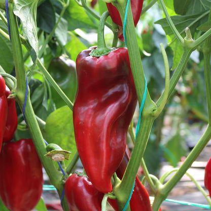 Răsad ardei gras Kubat, hibrid F1, timpuriu, creștere nedeterminată, culoare roșu