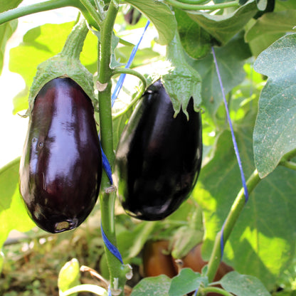 Răsad vinete Aragon, hibrid F1, timpuriu, creștere nedeterminată, culoare negru