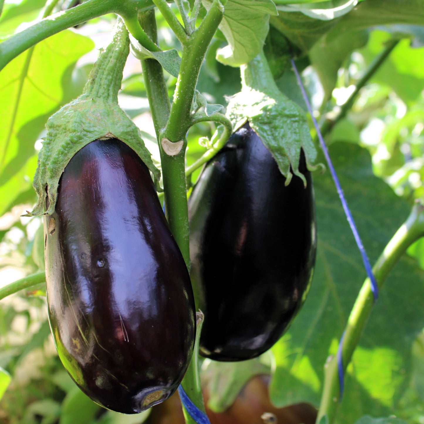 Răsad vinete Aragon, hibrid F1, timpuriu, creștere nedeterminată, culoare negru