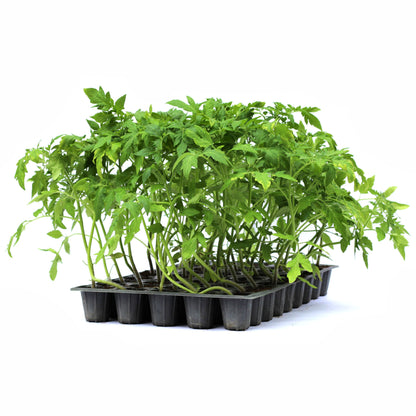 Răsad tomate autohtone Buzau 1600, soi, semi-tardiv, creștere nedeterminată, culoare roșu