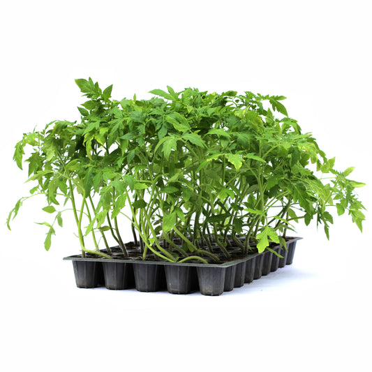 Răsad tomate autohtone Buzau 1600, soi, semi-tardiv, creștere nedeterminată, culoare roșu