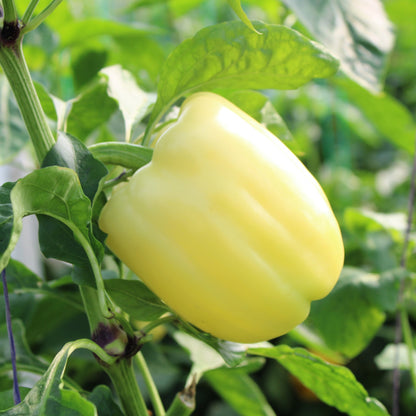Răsad ardei gras Belladonna, hibrid F1, extra-timpuriu, creștere nedeterminată, culoare galben