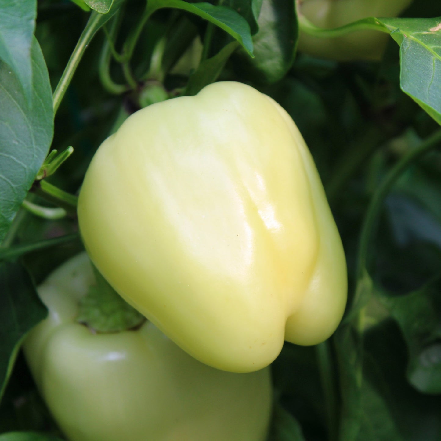 Răsad ardei gras Belladonna, hibrid F1, extra-timpuriu, creștere nedeterminată, culoare galben