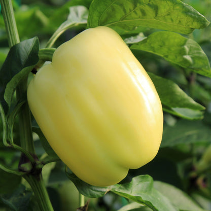 Răsad ardei gras Belladonna, hibrid F1, extra-timpuriu, creștere nedeterminată, culoare galben