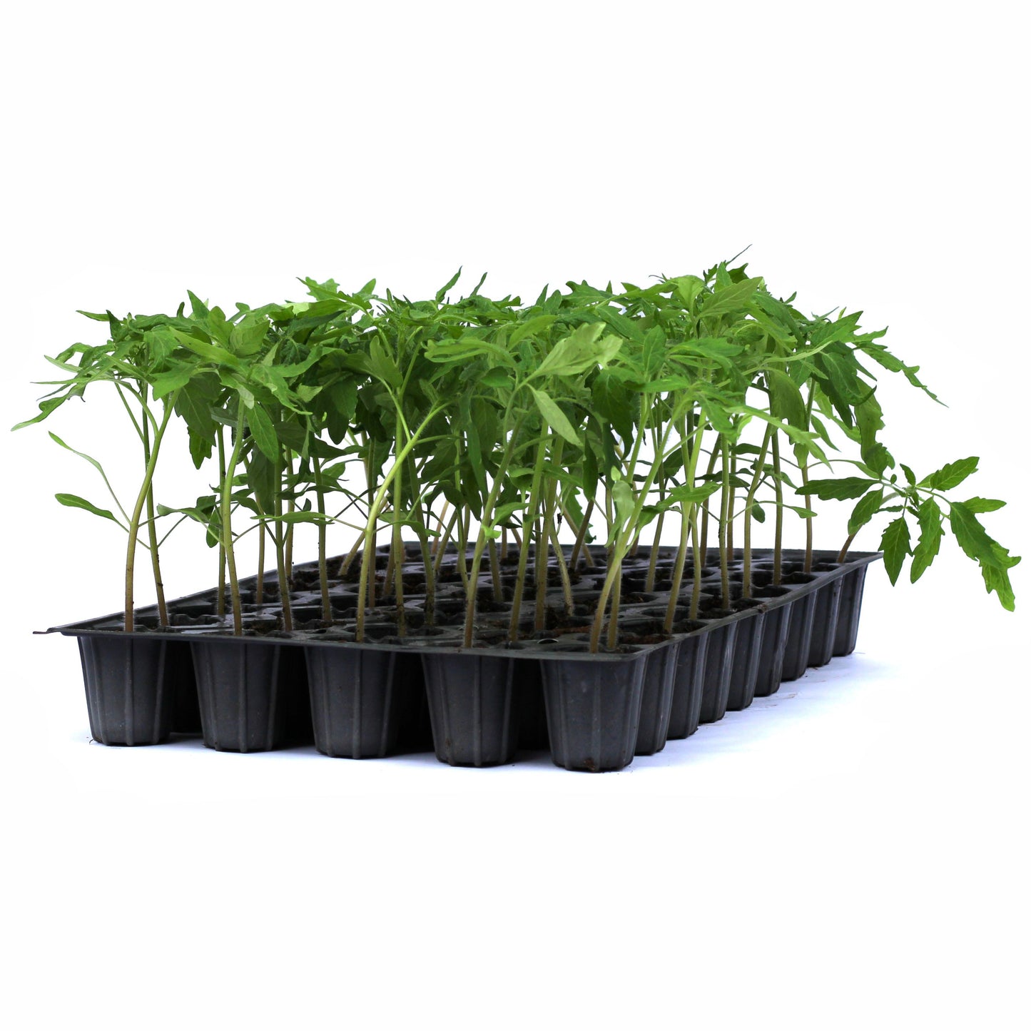 Răsad tomate Cassarosa, hibrid F1, semi-timpuriu, creștere nedeterminată, culoare roz