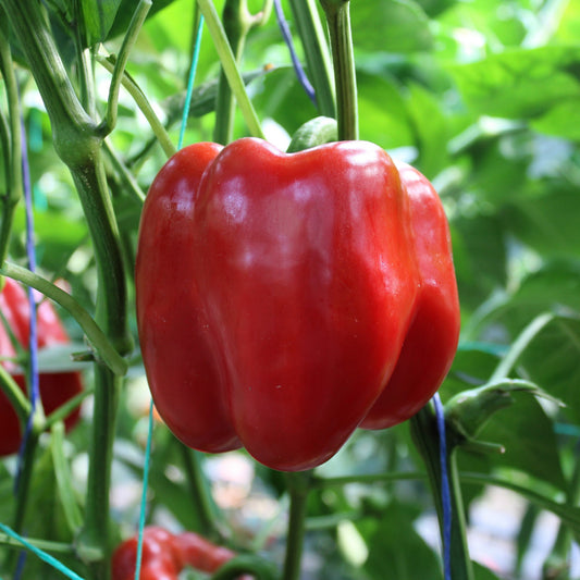Răsad ardei gras Ardanza, hibrid F1, extra-timpuriu, creștere nedeterminată, culoare roșu