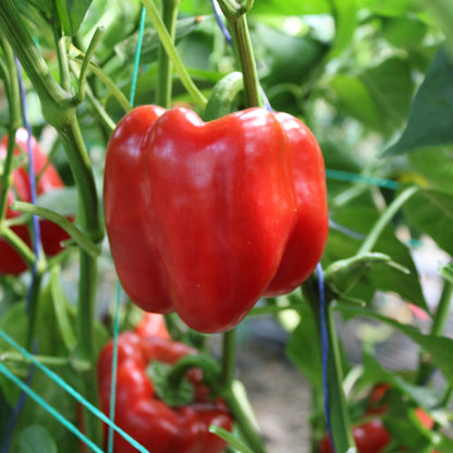 Răsad ardei gras Ardanza, hibrid F1, extra-timpuriu, creștere nedeterminată, culoare roșu