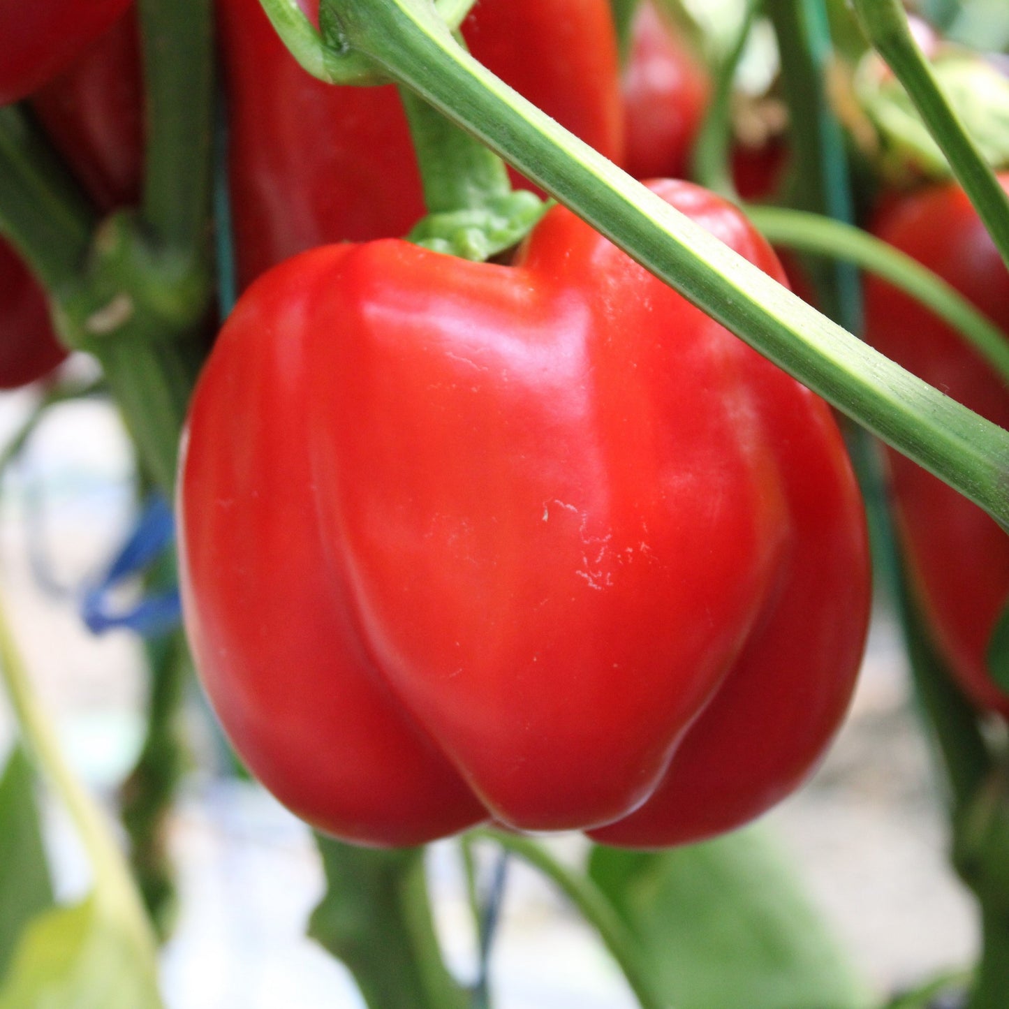 Răsad ardei gras Ardanza, hibrid F1, extra-timpuriu, creștere nedeterminată, culoare roșu