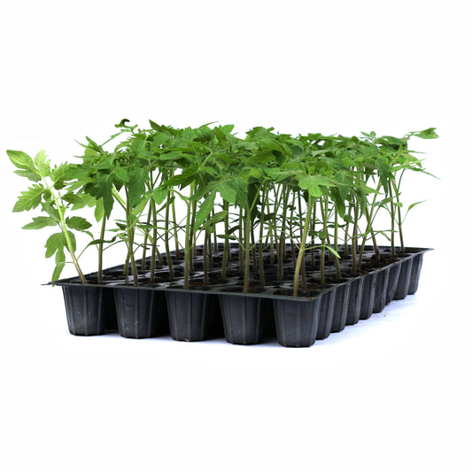 Răsad tomate autohtone Mari, soi, semi-timpuriu, creștere nedeterminată, culoare roșu