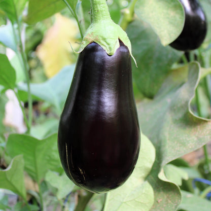 Răsad vinete Sharapova, hibrid F1, extra-timpuriu, creștere nedeterminată, culoare negru strălucitor