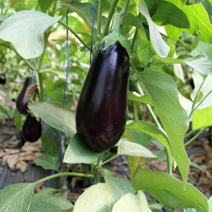 Răsad vinete Sharapova, hibrid F1, extra-timpuriu, creștere nedeterminată, culoare negru strălucitor