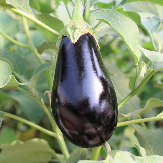 Răsad vinete Sharapova, hibrid F1, extra-timpuriu, creștere nedeterminată, culoare negru strălucitor