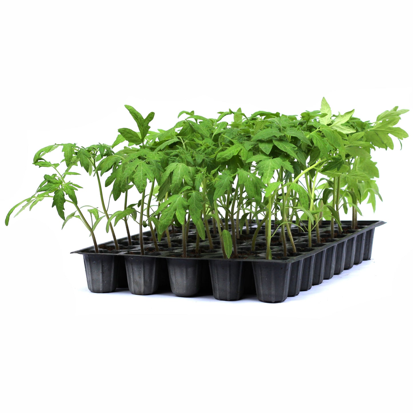 Răsad tomate autohtone Portocalii, soi, semi-timpuriu, creștere nedeterminată, culoare portocaliu