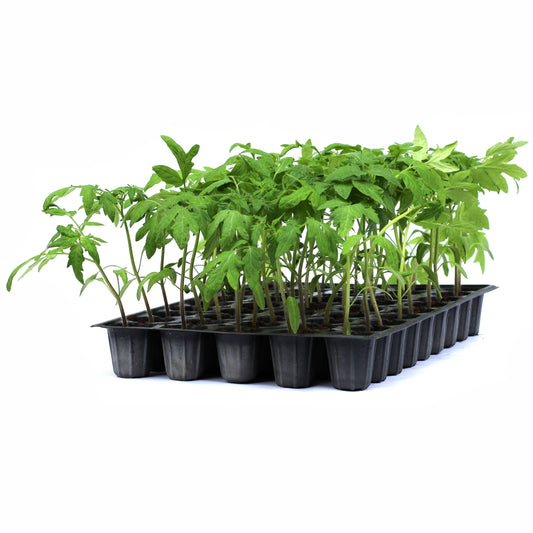 Răsad tomate autohtone Portocalii, soi, semi-timpuriu, creștere nedeterminată, culoare portocaliu