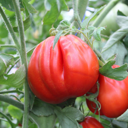 Răsad tomate autohtone Trăistuța, soi, semi-timpuriu, creștere nedeterminată, culoare roșu