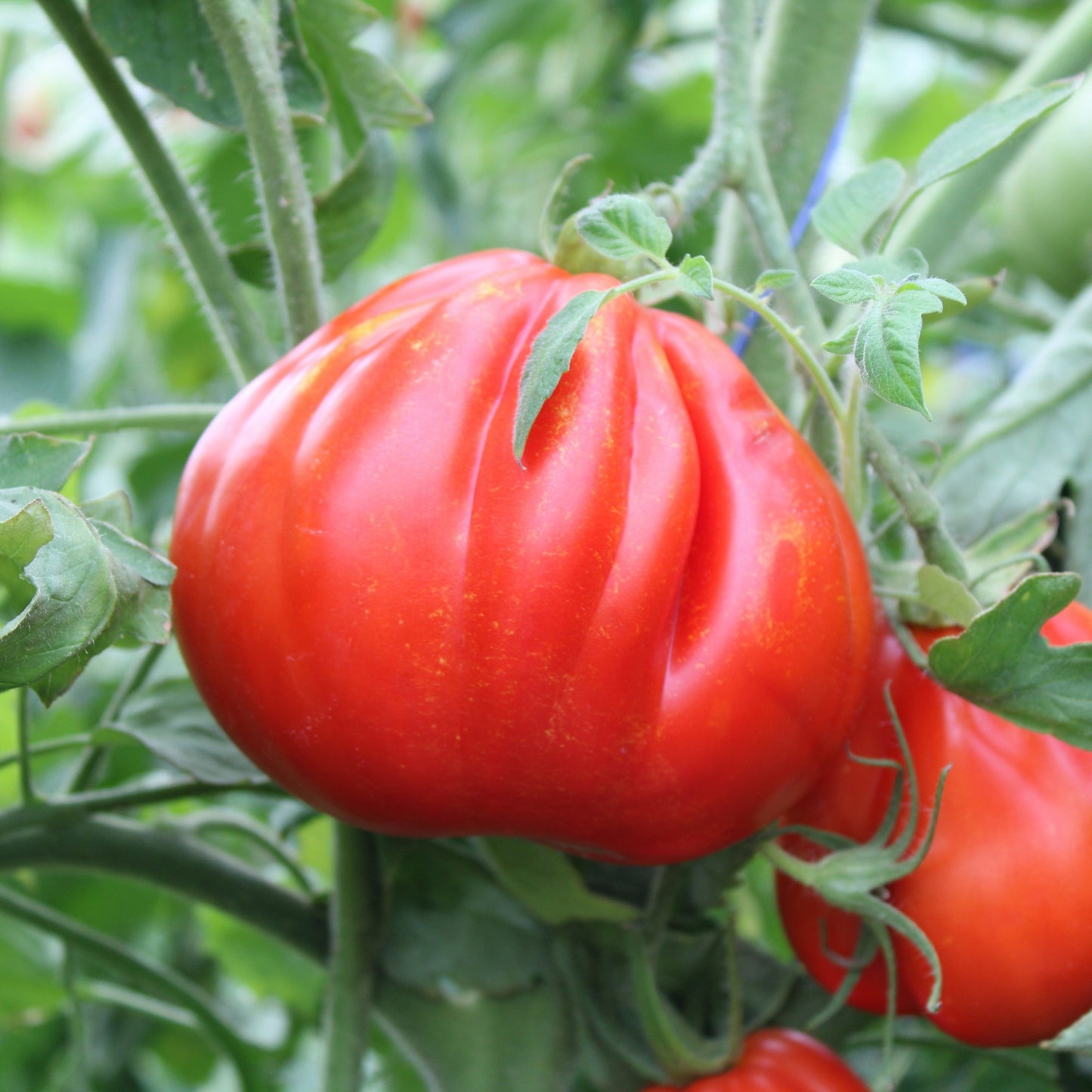 Răsad tomate autohtone Trăistuța, soi, semi-timpuriu, creștere nedeterminată, culoare roșu