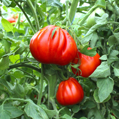 Răsad tomate autohtone Trăistuța, soi, semi-timpuriu, creștere nedeterminată, culoare roșu