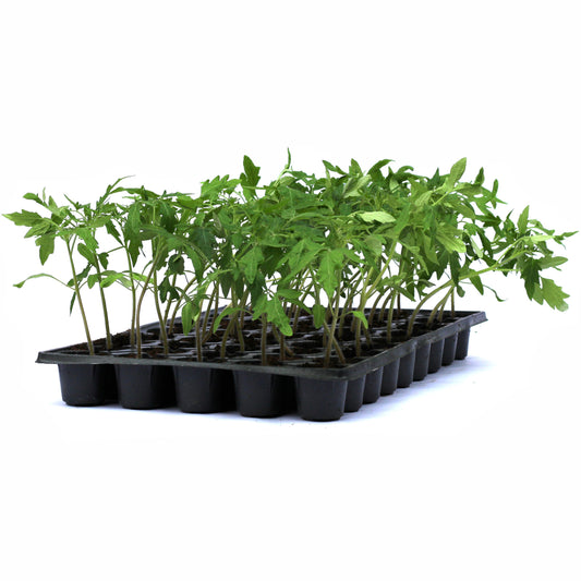 Răsad tomate autohtone Inimă de Bou Roz, soi, semi-timpuriu, creștere nedeterminată, culoare roz