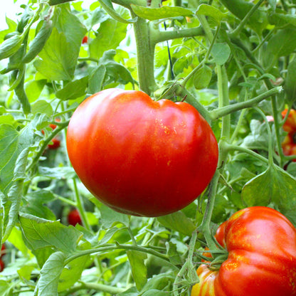 Răsad tomate autohtone Foarte mari, soi, semi-timpuriu, creștere nedeterminată, culoare roșu