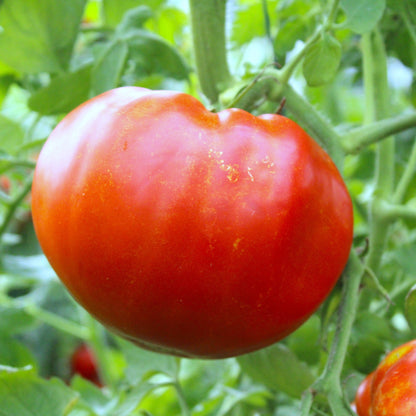 Răsad tomate autohtone Foarte mari, soi, semi-timpuriu, creștere nedeterminată, culoare roșu
