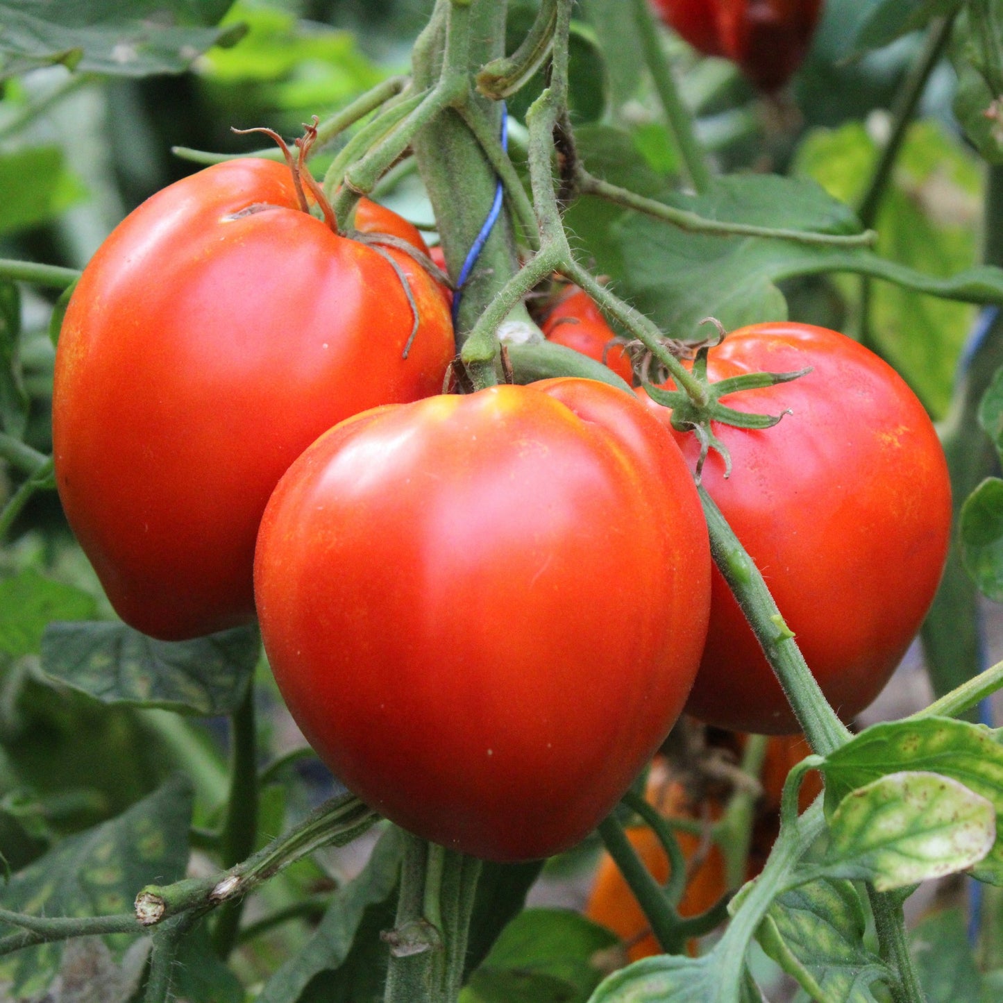 Răsad tomate autohtone Mari, soi, semi-timpuriu, creștere nedeterminată, culoare roșu