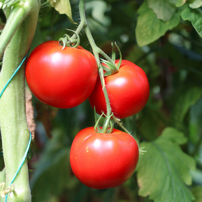 Răsad tomate Cristal, hibrid F1, timpuriu, creștere nedeterminată, culoare roșu