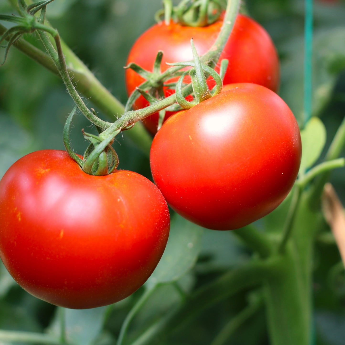 Răsad tomate Cristal, hibrid F1, timpuriu, creștere nedeterminată, culoare roșu