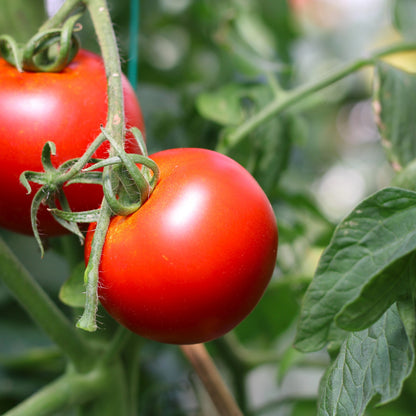 Răsad tomate Cristal, hibrid F1, timpuriu, creștere nedeterminată, culoare roșu
