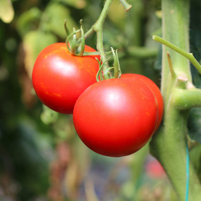 Răsad tomate Cristal, hibrid F1, timpuriu, creștere nedeterminată, culoare roșu