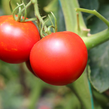 Răsad tomate Cristal, hibrid F1, timpuriu, creștere nedeterminată, culoare roșu