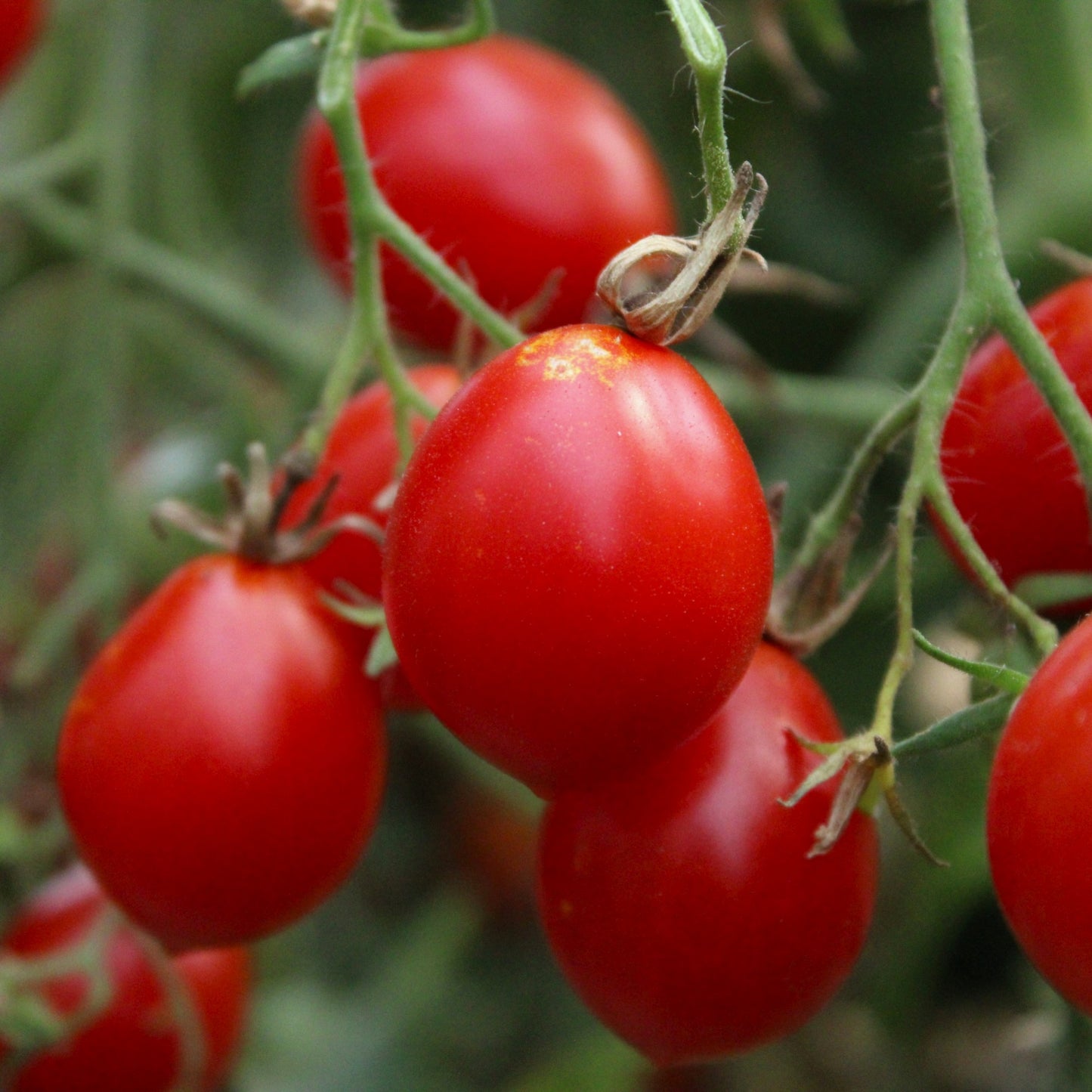 Răsad tomate cherry autohtone Formă de pară, soi, semi-timpuriu, creștere nedeterminată, culoare roșu