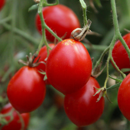 Răsad tomate cherry autohtone Formă de pară, soi, semi-timpuriu, creștere nedeterminată, culoare roșu