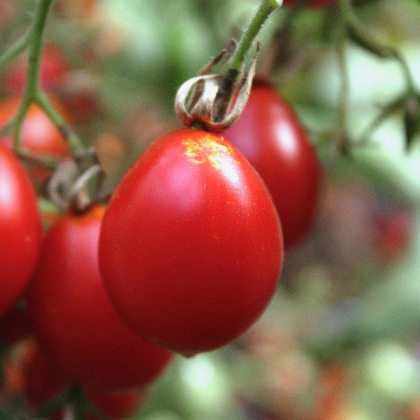 Răsad tomate cherry autohtone Formă de pară, soi, semi-timpuriu, creștere nedeterminată, culoare roșu