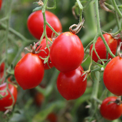 Răsad tomate cherry autohtone Formă de pară, soi, semi-timpuriu, creștere nedeterminată, culoare roșu