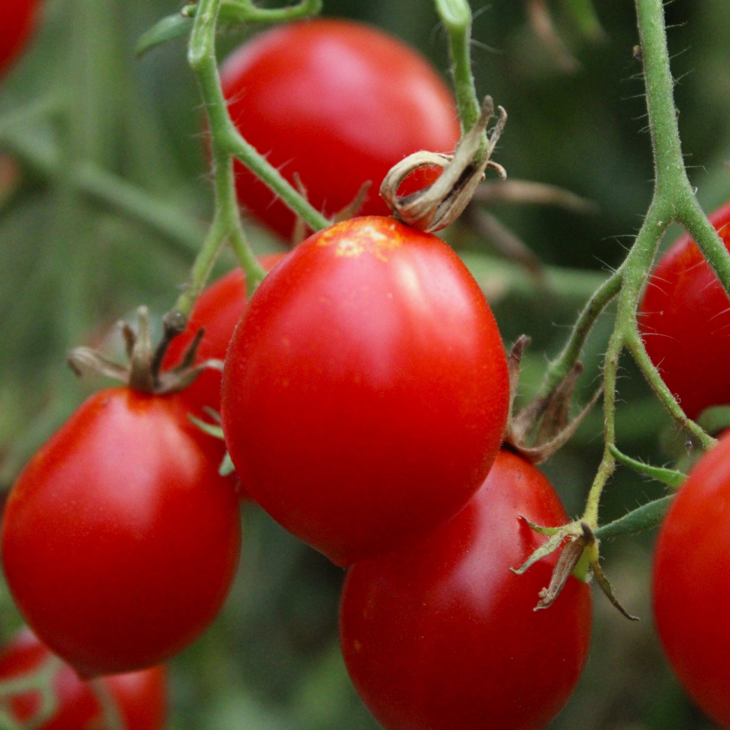 Răsad tomate cherry autohtone Formă de pară, soi, semi-timpuriu, creștere nedeterminată, culoare roșu