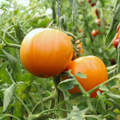 Răsad tomate autohtone Portocalii, soi, semi-timpuriu, creștere nedeterminată, culoare portocaliu