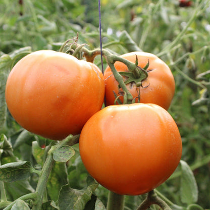 Răsad tomate autohtone Portocalii, soi, semi-timpuriu, creștere nedeterminată, culoare portocaliu