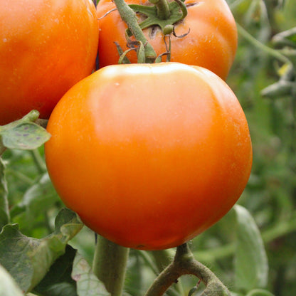 Răsad tomate autohtone Portocalii, soi, semi-timpuriu, creștere nedeterminată, culoare portocaliu