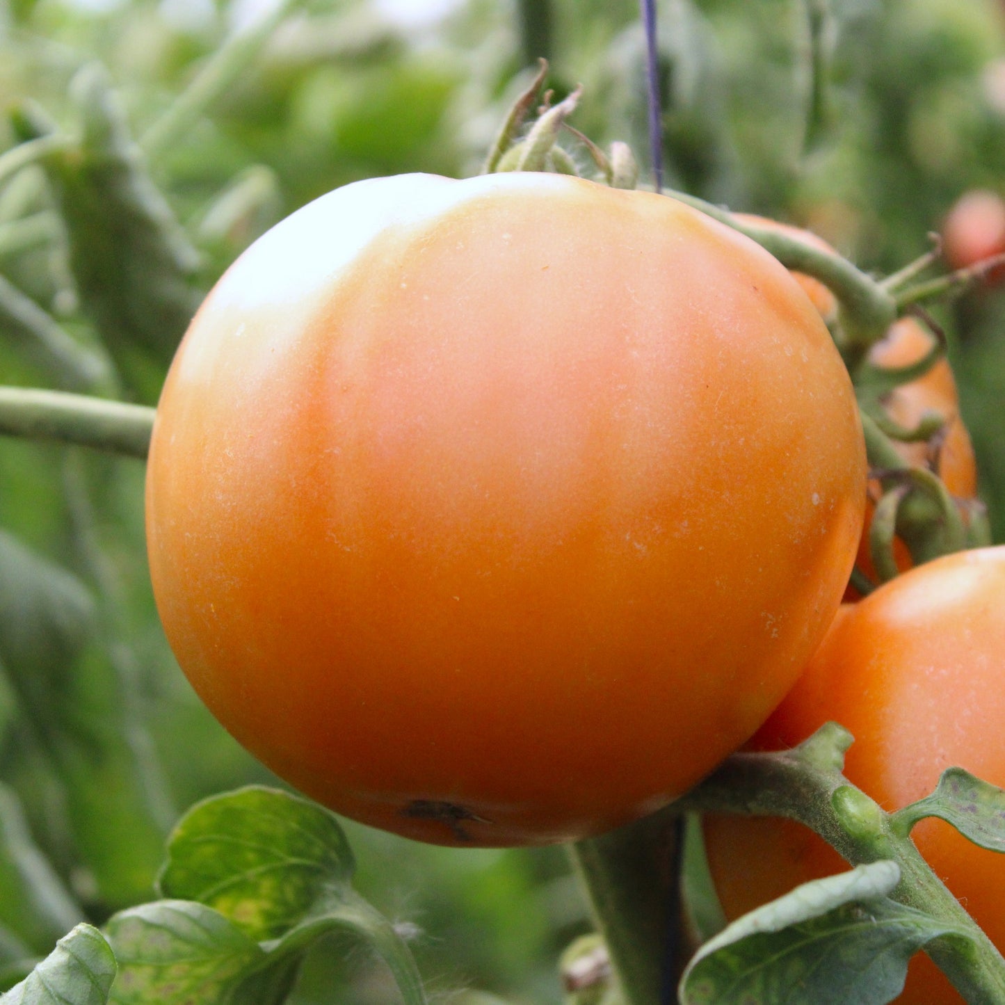 Răsad tomate autohtone Portocalii, soi, semi-timpuriu, creștere nedeterminată, culoare portocaliu