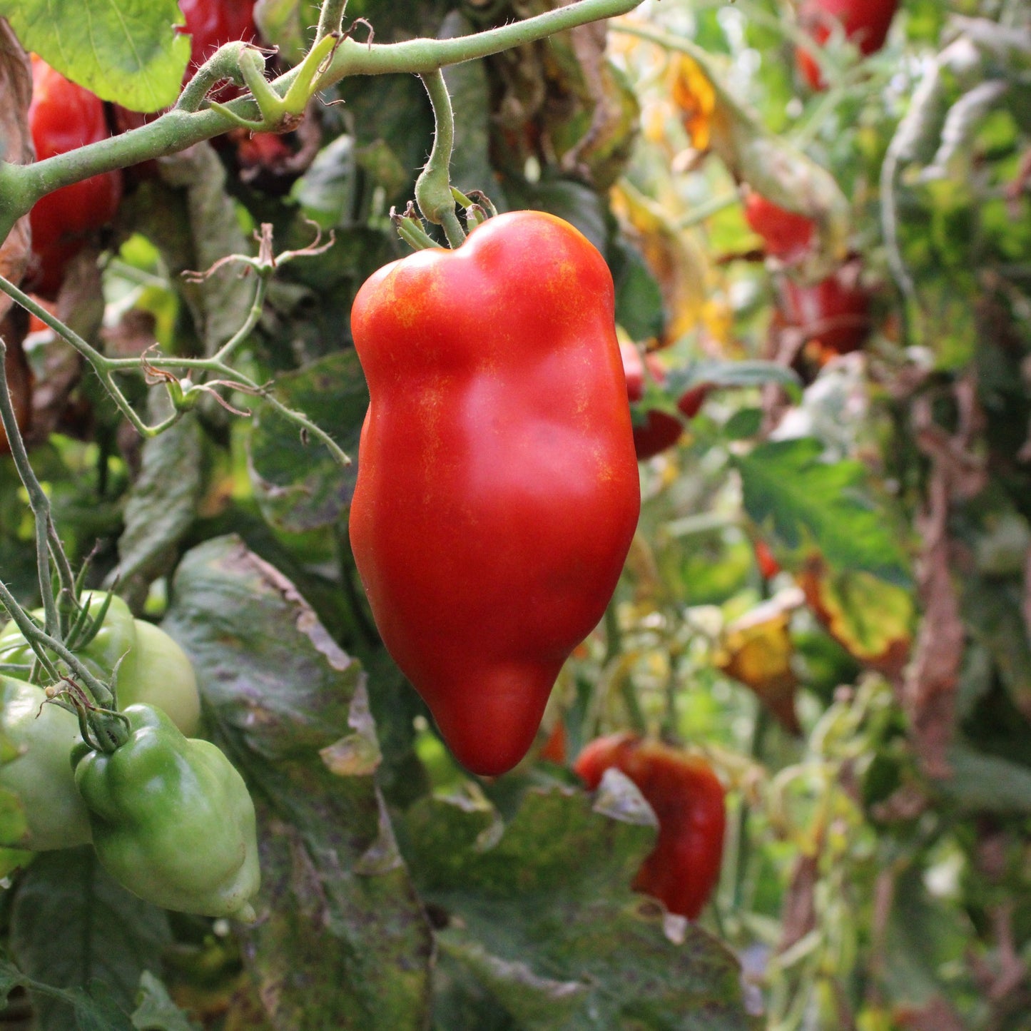 Răsad tomate autohtone Fruct tip ardei kapia, soi, semi-timpuriu, creștere nedeterminată, culoare roșu