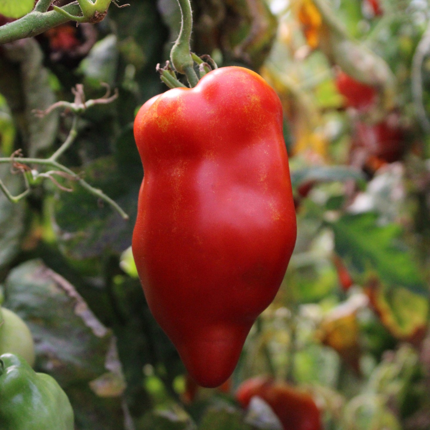 Răsad tomate autohtone Fruct tip ardei kapia, soi, semi-timpuriu, creștere nedeterminată, culoare roșu