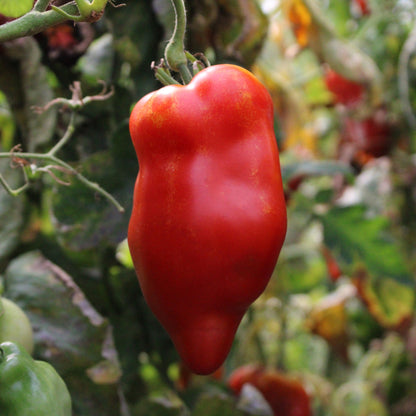 Răsad tomate autohtone Fruct tip ardei kapia, soi, semi-timpuriu, creștere nedeterminată, culoare roșu