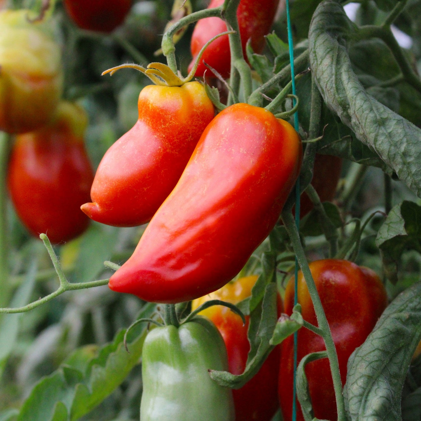 Răsad tomate autohtone Fruct tip ardei kapia, soi, semi-timpuriu, creștere nedeterminată, culoare roșu