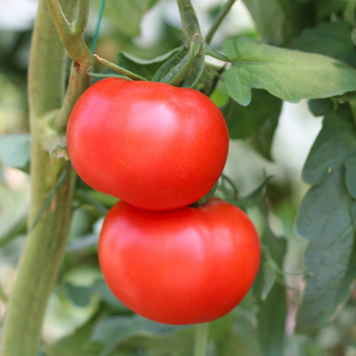 Răsad tomate autohtone Moldoveanu, hibrid F1, timpuriu, creștere nedeterminată, culoare roșu