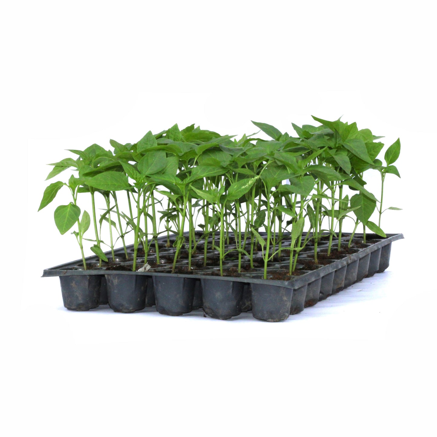 Răsad ardei kapia Kaptur, hibrid F1, timpuriu, creștere nedeterminată, culoare roșu închis