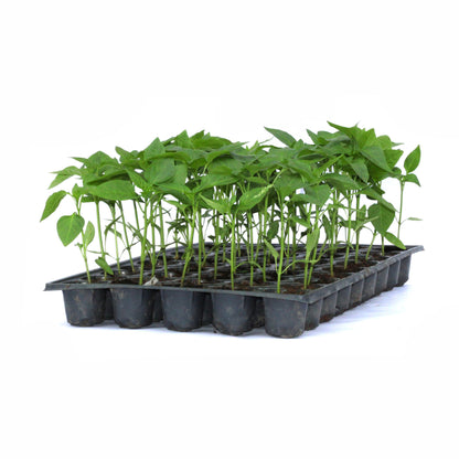 Răsad ardei kapia Kaptur, hibrid F1, timpuriu, creștere nedeterminată, culoare roșu închis