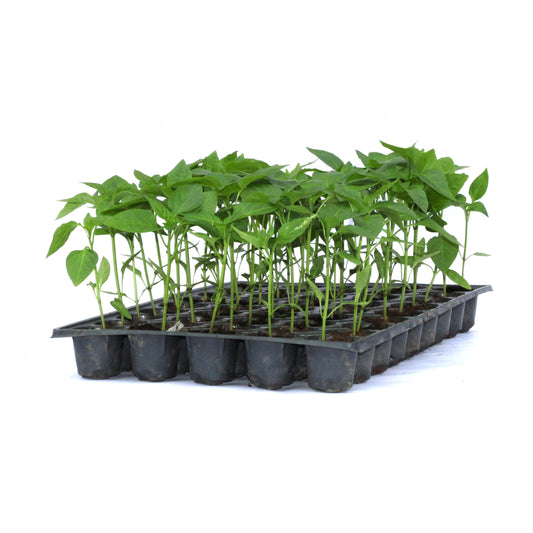 Răsad ardei kapia Kaptur, hibrid F1, timpuriu, creștere nedeterminată, culoare roșu închis