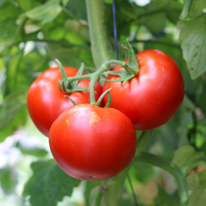 Răsad tomate Ciciu, hibrid F1, timpuriu, creștere nedeterminată, culoare roșu aprins