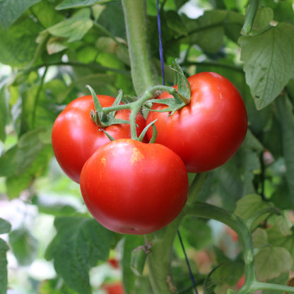 Răsad tomate Ciciu, hibrid F1, timpuriu, creștere nedeterminată, culoare roșu aprins