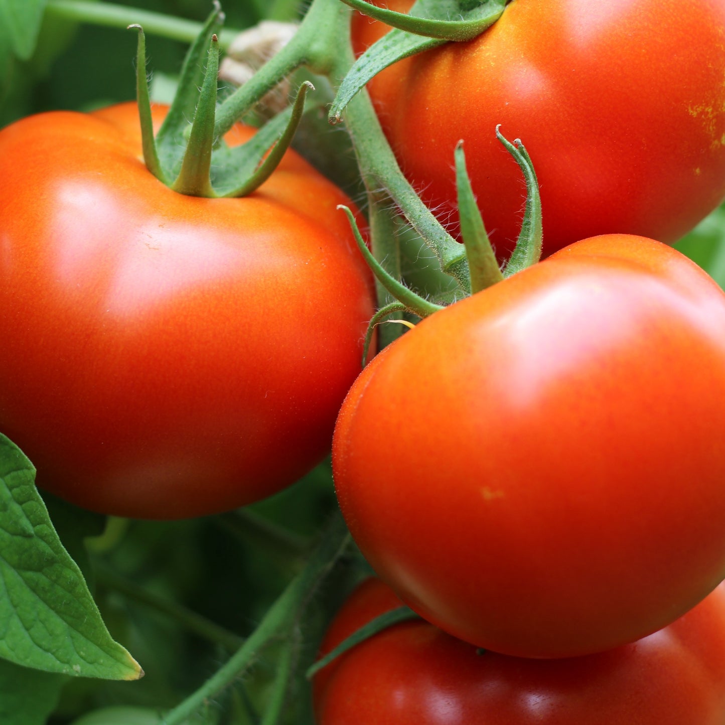 Răsad tomate Ciciu, hibrid F1, timpuriu, creștere nedeterminată, culoare roșu aprins